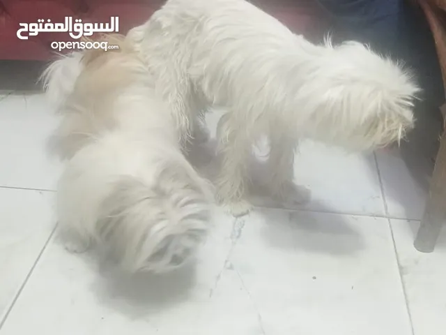 نتايه متجوزه