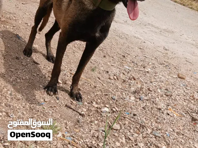 انثى مالينو عمرها سنه مستوى واضح في الصور