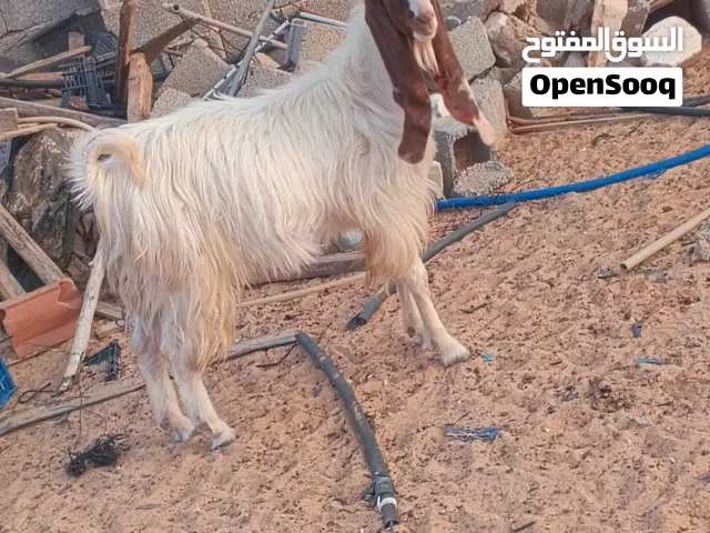 زوز جديان واحد يعيد ثنئ  وواحد لا