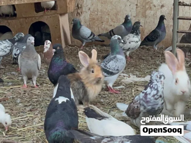 للبيع مجموعة حمام مختلفة الانواع يتوفر شمسي وزاجل ومكاو وباكستاني وحمام هجين والجميع بصحة وعافية