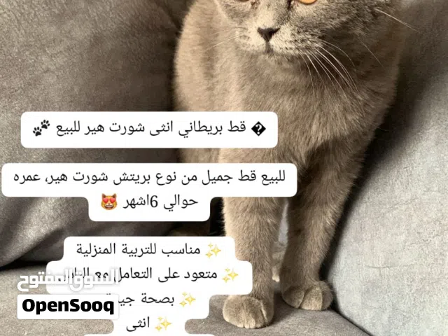 قط  بريطاني للبيع