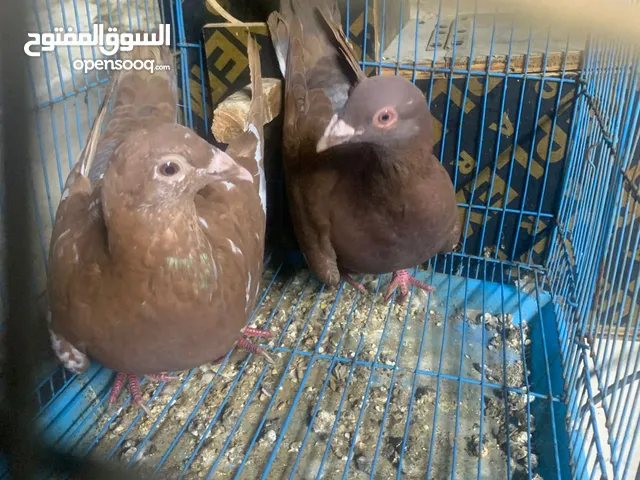 للبيع زوج زاجل موليمنز