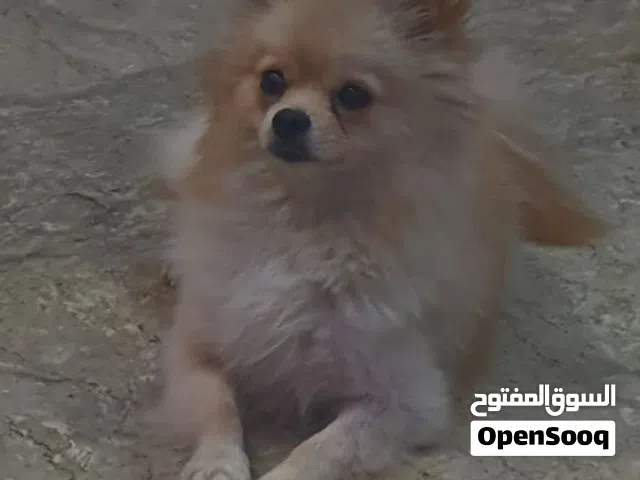 كلب مني بو للبيع