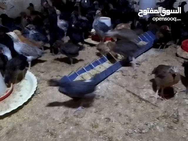 بلدي العمر شهر 10 ايام قد فرخه طاير شرهن علف شعير مجروش مطعمات جاهزات البيع جمله ومفرق الحبه دينار