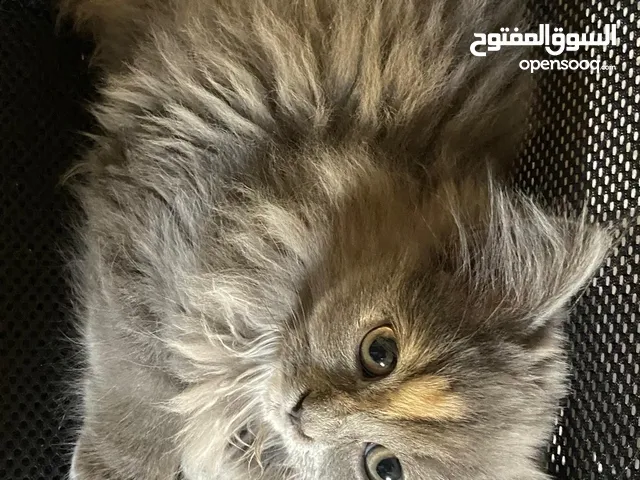 قطة انثى هادئه وجميلة بيع بسعر قليل