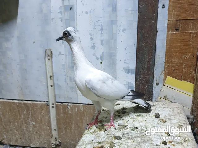 فراخ ومخاليف وطواير