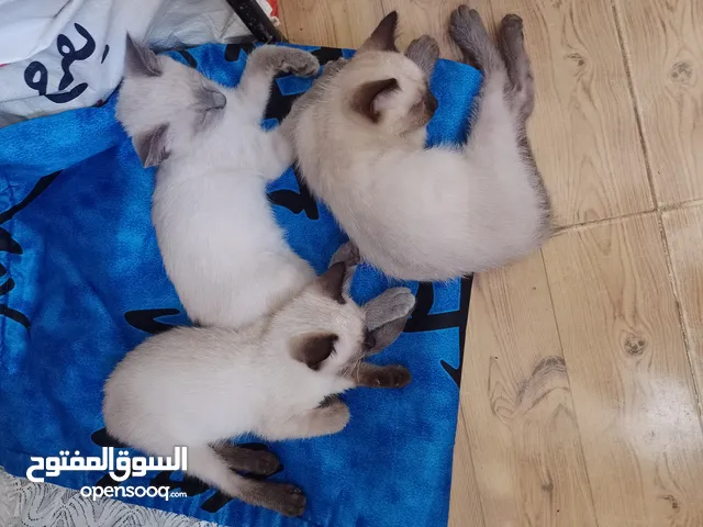 عندنا 5 قطط سيامي صغار واحد فيهم لونه رمادي