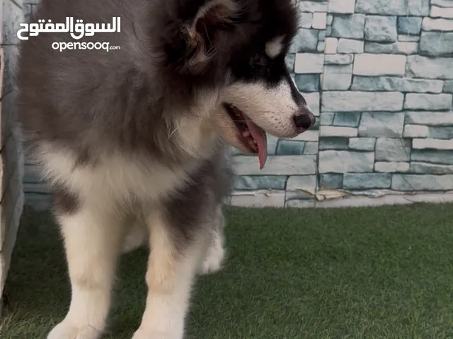 مالموت يراوي للبيع