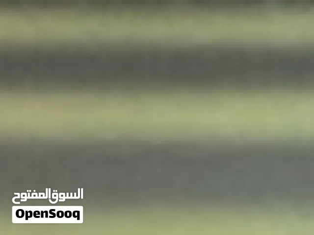 مطلوب مطلوب عجل نمساوي صغير فالعمر