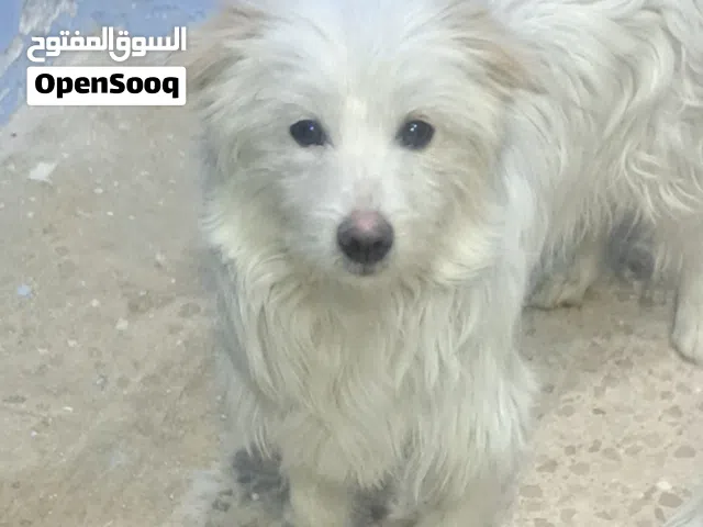 عدد 2 كلب مالتيز بيور  درجه اولى وبصحه جيده وفرو طويل ال