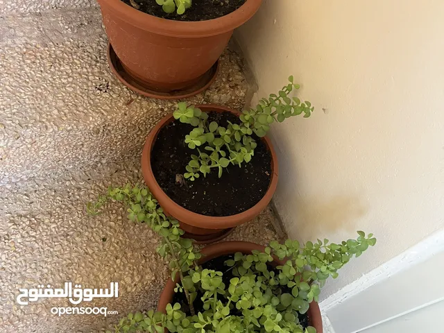 Bring Life to Your Home or Garden! With additional 3 Beautiful plants