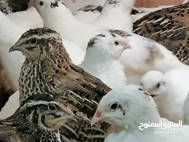 طيو فري السمان للبيع حي او مذبوح