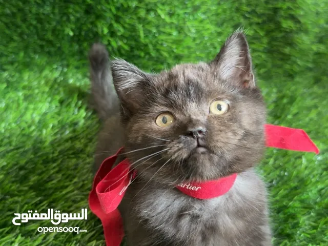 Munchkin انثى قزمه