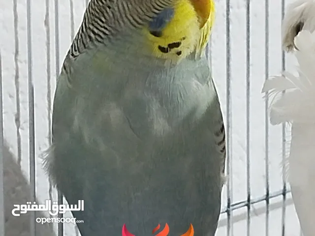 طيور بادجي استرالي 3 شباب ذكور