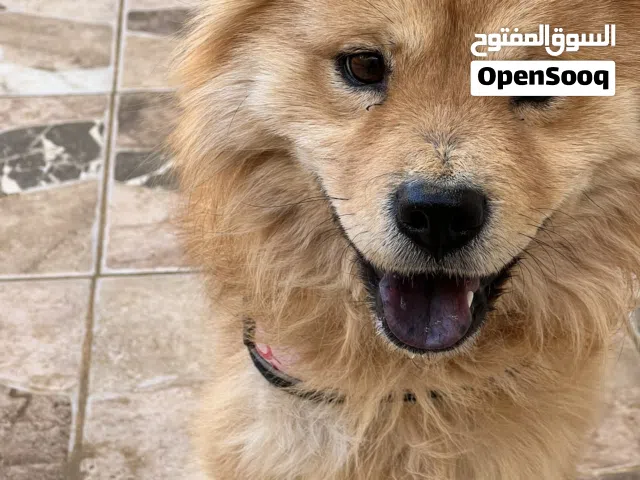 كلب تشاو تشاو للبدل على ببغاء او للبيع