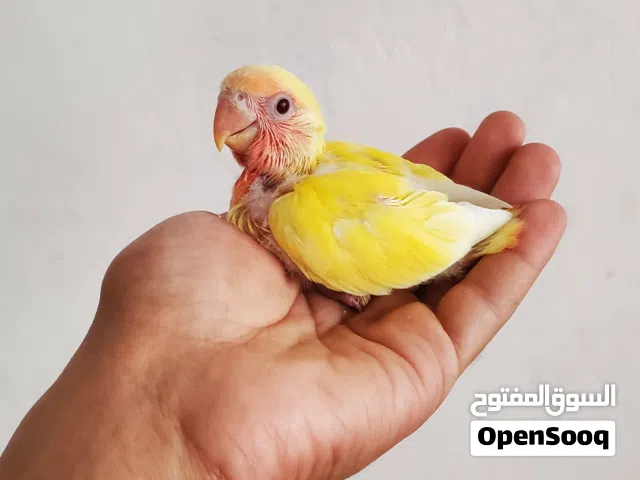 فرخ روز تأكيل يدوي