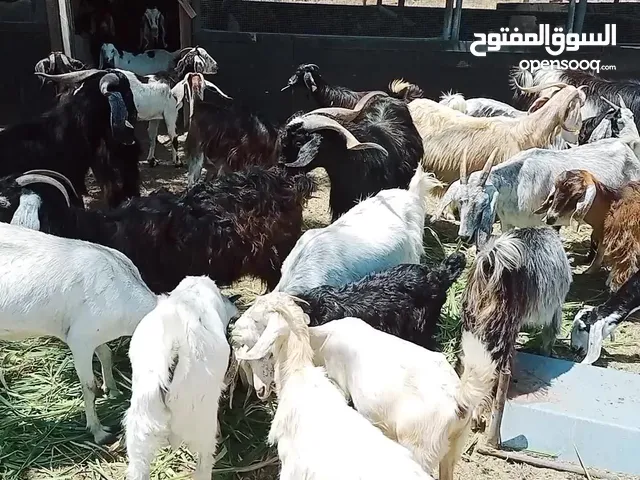 goats male &female sale  total 5male 47female