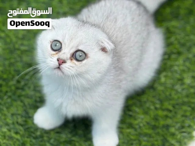 للبيع كتن سكوتش فلود