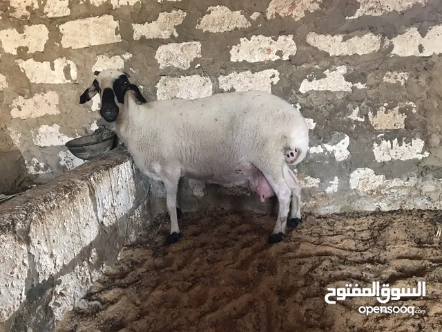 نعجه غليظه الله يبارك