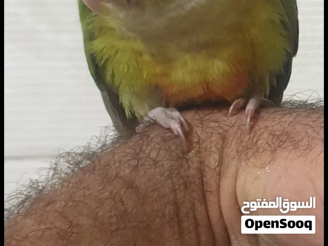 100 الف مفطوم ياكل وحده يطير يجي عل ايد مكان بغداد جديده ماكو توصيل