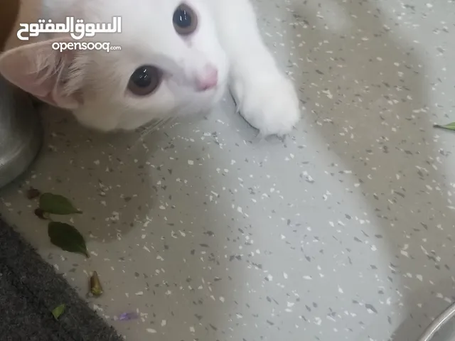 قطط شيراز تركيه