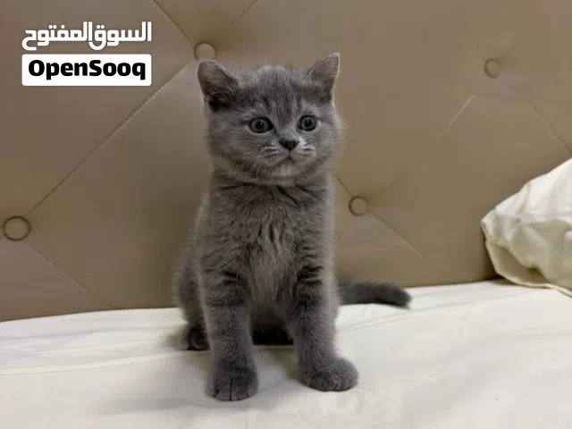 قط برتش للبيع العمر شهرين و نص في العين و صحتا زينه و متعلم على اللتر بوكس و التواصل واتس فقط