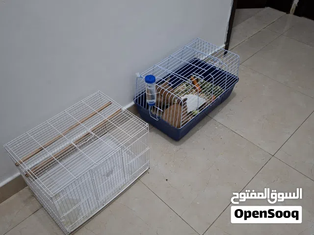 ارانب عدد 2 مع القفص