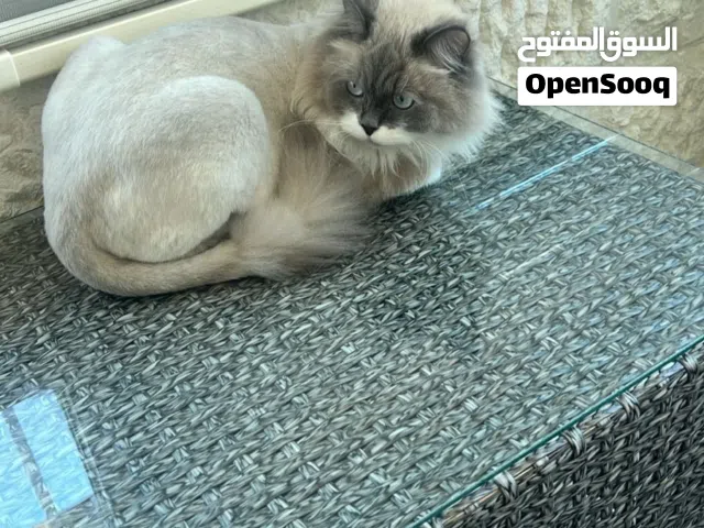 مكس هملايا على سيامي للتبني