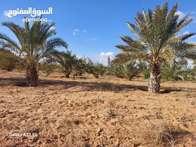 Farm Land for Sale in Zawiya Other