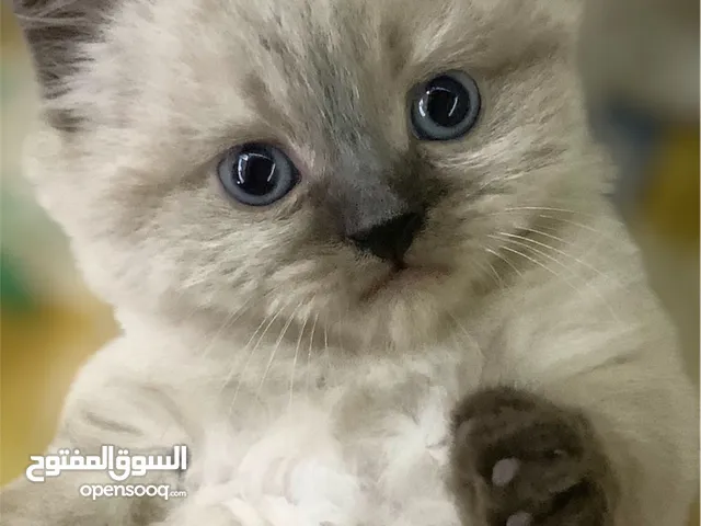 4 قطط للبيع نوع هملايا
