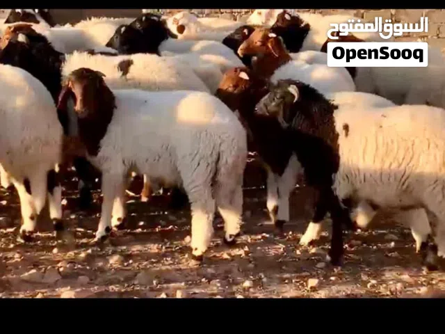 Livestock Supplier  Barki Sheep Egypt  Export Supply  مورد مواشي  برقي اغنام مصر  توريد الصادرات