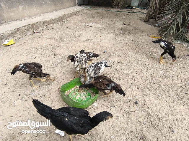 دجاج هندي البيع