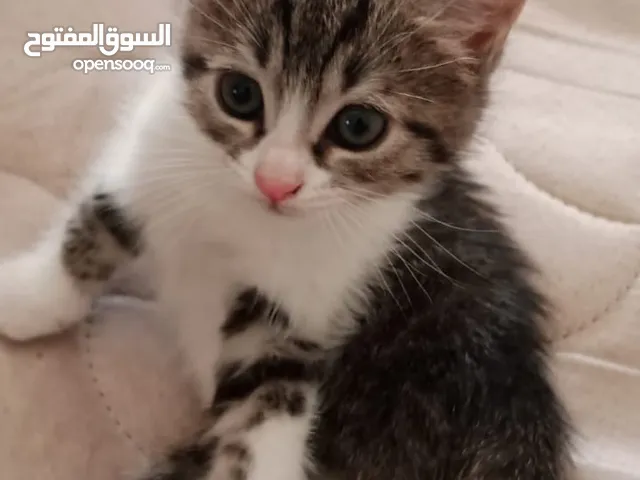 قطط للتبني