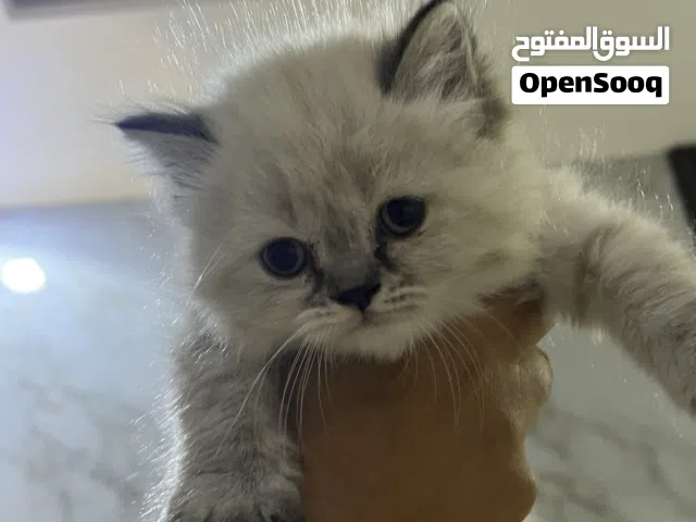 قطة للبيع هملايا