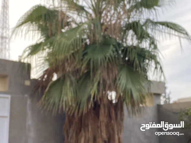 نخلة زينة ارتفاع 3 متر