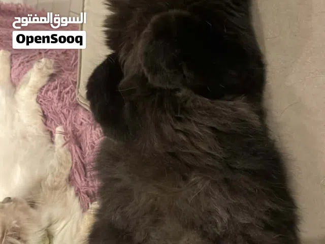 قط اسود للتبني