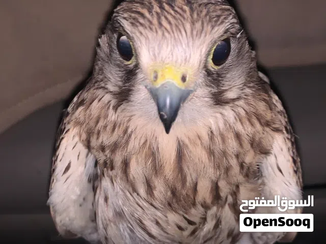 للبيع حميميج وحش معا أغراضه طريقه التواصل واتس اب