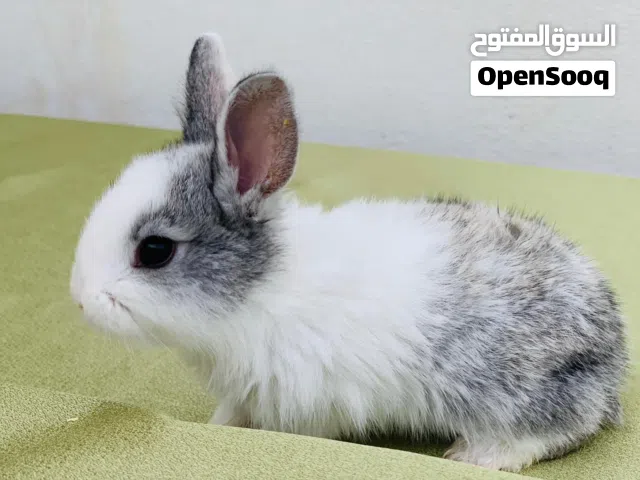 ارانب فرنسية صغار للبيع