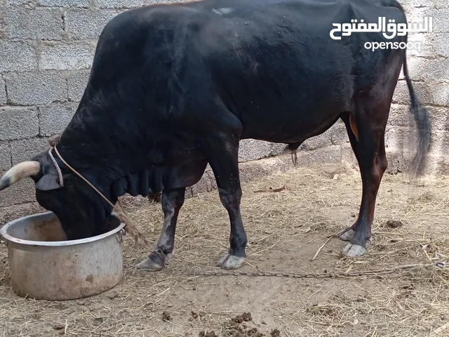 ثور محلي وصحة ممتازه ماشاء اللله