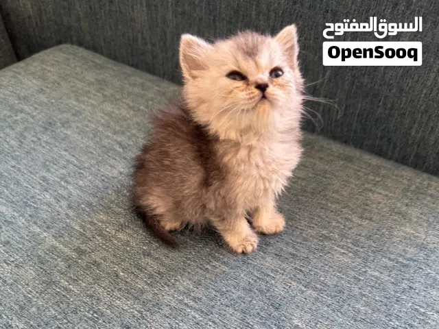 قطط سكوتش ستريت وفولد للبيع اعلى المستويات