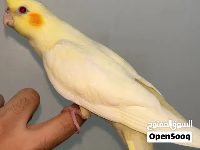 بسم الله ماشاء الله ببغاء كوكتيل عصفور كوكتيل