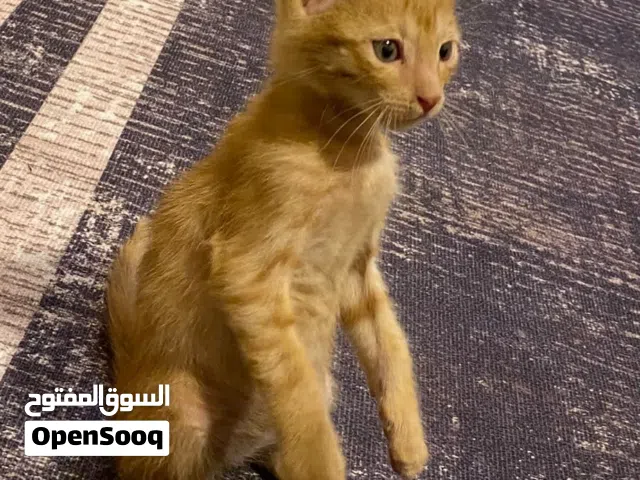 قطط للتبني