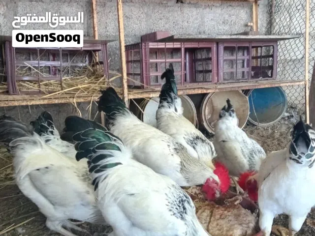 للبيع دياكه فرنسيه اصل