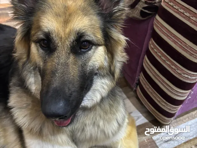 كلب جيرمن شيبرد