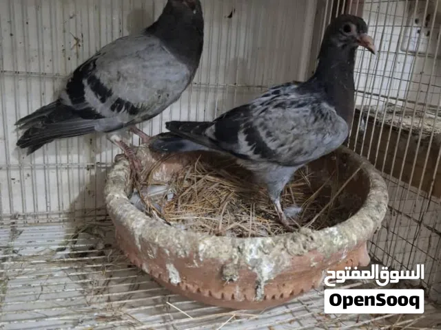 مطلوب قفص كبير للحمام ومعه باب