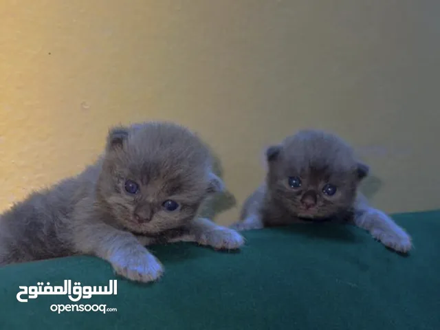 للبيع،تنتين أنات وذكر،نوعهم سكوتش بريطاني شعر طويل ،.