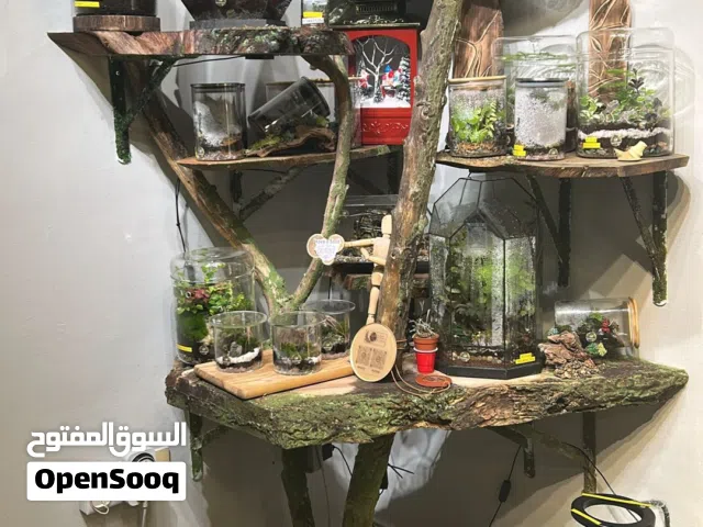 Terrarium Enclosure Plant