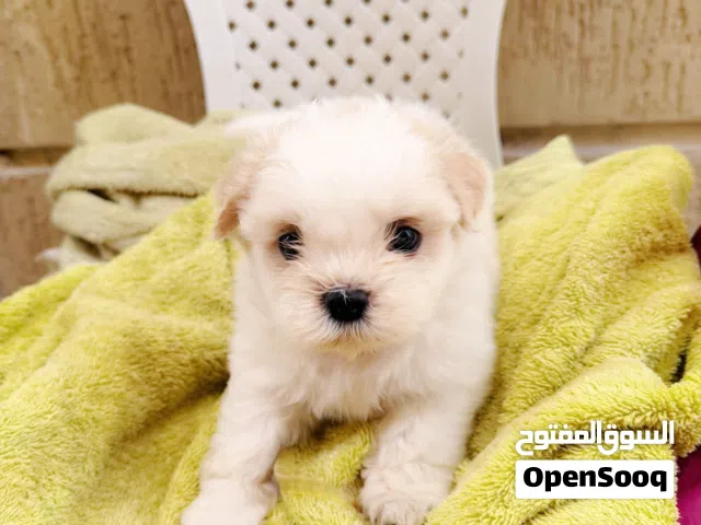 Adorable Shihtzu puppies for sale
