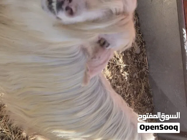 اغنام رحبية للبيع  الرأس