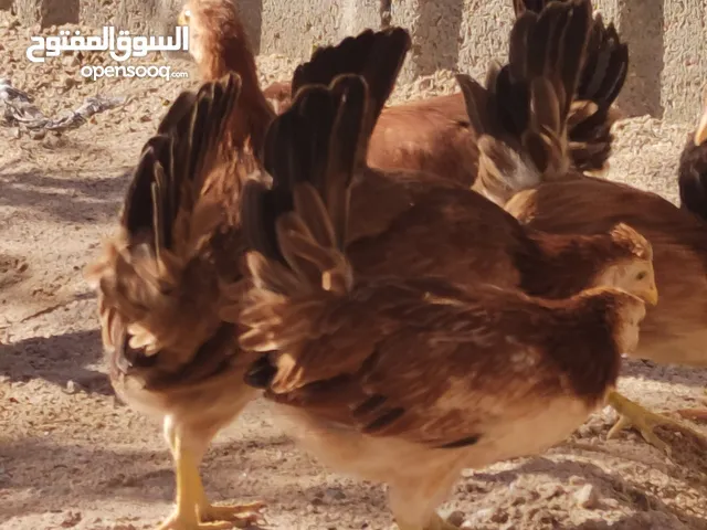 سبع فروجات خط أول وديوجه اثنين اقرا الشرح بيه كل التفاصيل والاسعار وراسلني واتساب ادزلك فيديو الهن